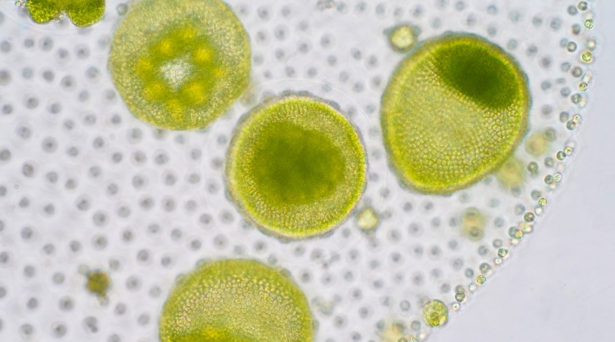 藍藻提取物光解酶，延緩30歲肌膚老化新配方！源自海中生物包覆在脂質體的DNA修復酶(光解酶)，最新應用是在高端保養品的成分內，來自藍藻萃取物Anacystis nidulans的光解酶已經添加在許多的防曬產品，一起來看看這一篇文章的介紹！