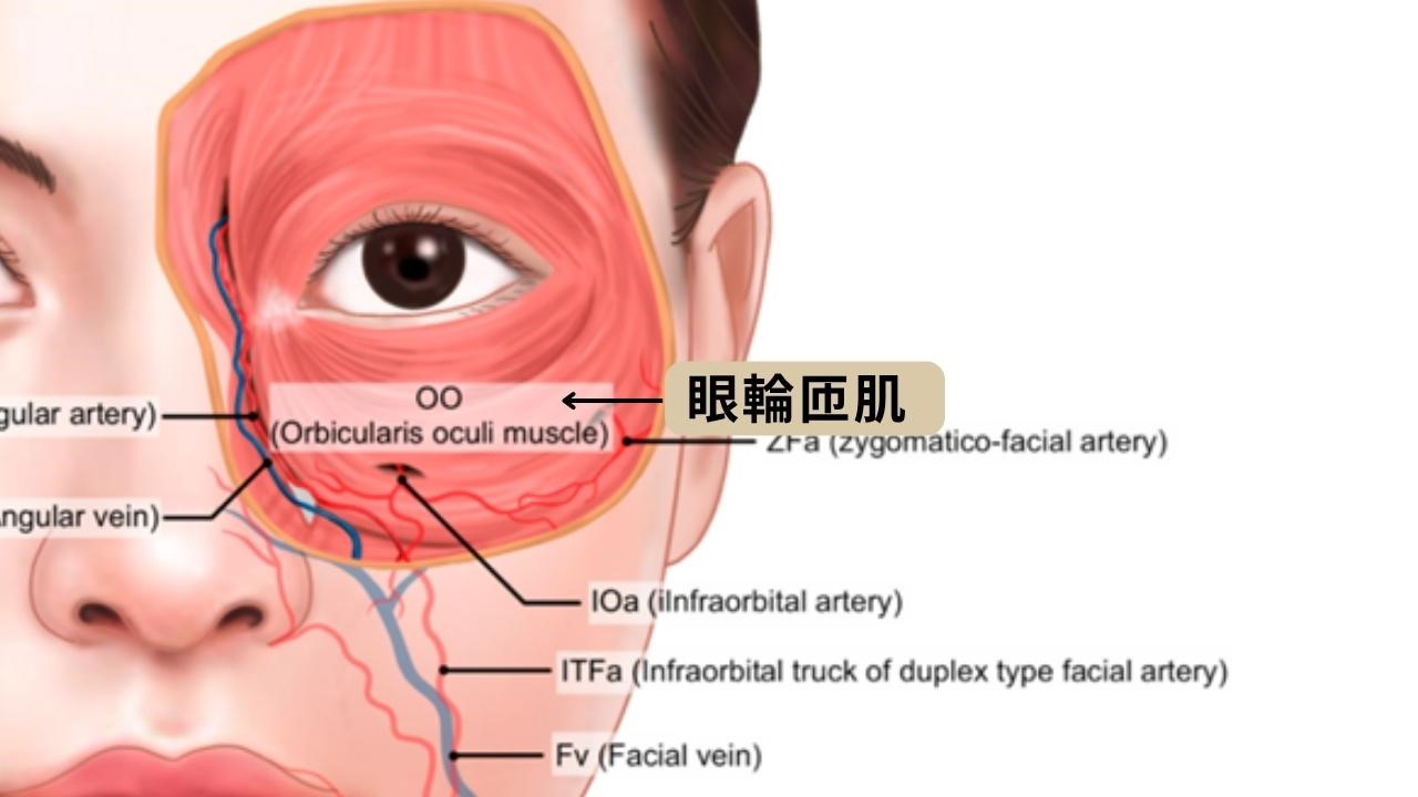 咖啡因眼霜對黑眼圈有效嗎？5種黑眼圈類型眼霜選購指南