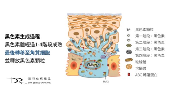 淡斑推薦成分？熊果素要跟哪些成分一起用效果最好？