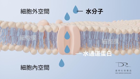 肌膚早晚保養大不同？一篇搞懂原因和早晚該用哪些保養成分！
