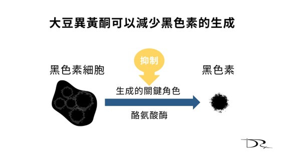 大豆異黃酮(Soy Isoflavones)如何幫助保持年輕肌？