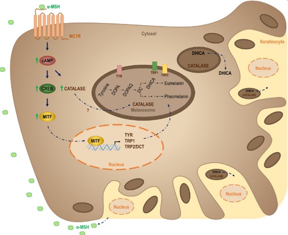 從源頭阻斷黑色素：認識醯本胺(Undecylenoyl Phenylalanine)、怎麼讓酪胺酸酶美白(Tyrosinase)