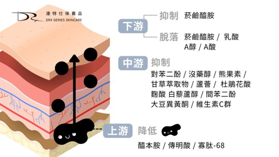 從源頭阻斷黑色素：認識醯本胺(Undecylenoyl Phenylalanine)、怎麼讓酪胺酸酶美白(Tyrosinase)