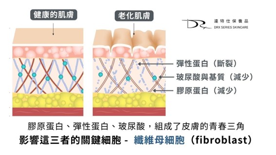 膠原蛋白流失補的回來嗎？
