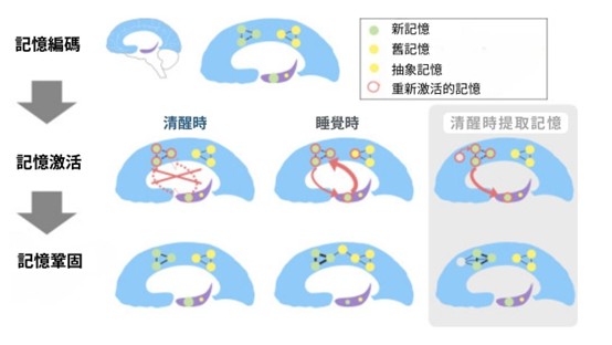 多睡覺會變美嗎？睡不好會怎樣？如何睡得好？