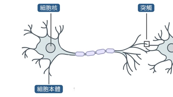 多睡覺會變美嗎？睡不好會怎樣？如何睡得好？