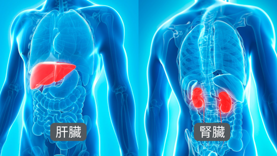 在我們診所,常聽到有人會問長了好多痘痘,我的皮膚是不是在排毒或皮膚最近好癢還會脫屑,這樣是不是也在排毒?今天就讓我們來探討皮膚會排毒嗎,以及身體怎麼排毒吧! 在我們診所,常聽到有人會問長了好多痘痘,我的皮膚是不是在排毒或皮膚最近好癢還會脫屑,這樣是不是也在排毒?今天就讓我們來探討皮膚會排毒嗎,以及身體怎麼排毒吧!