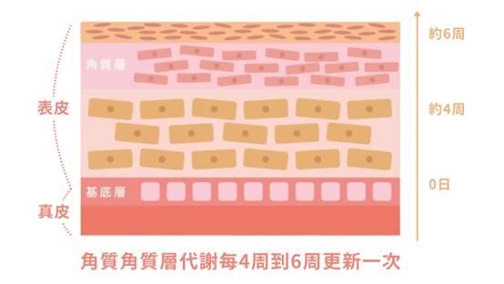 不去角質會怎樣？去角質產品推薦！