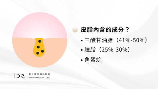 青春痘、老化和酒糟肌的罪魁禍首竟都是皮脂腺！究竟皮脂腺是什麼？