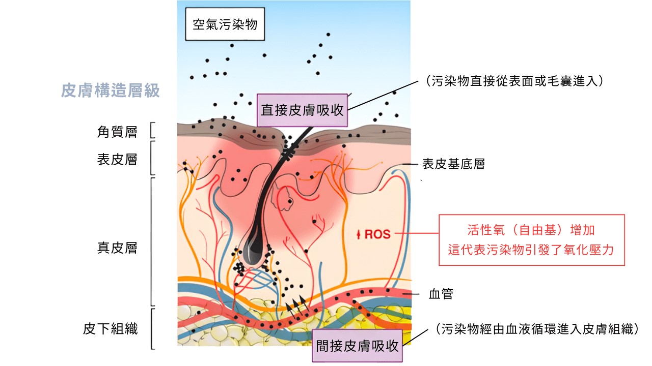 空氣不好會長痘痘嗎？室內空污會漲黑斑、讓皺紋會變多？