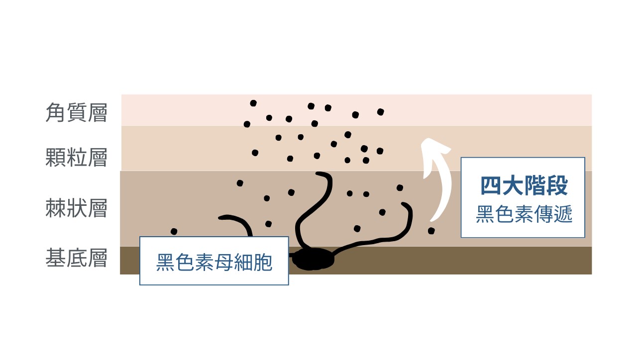 改善痘痘、淡化斑點、抗老，A醇哪個功效最強？