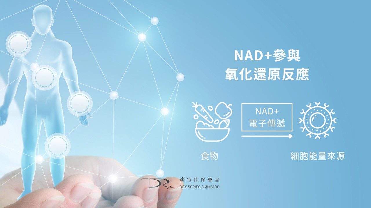 NAD+真的有用嗎？