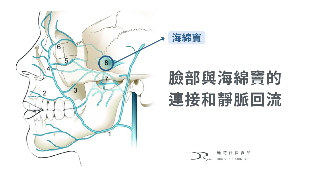 白色痘痘可以擠嗎？哪裡的痘痘不能擠？小心臉部危險三角區！