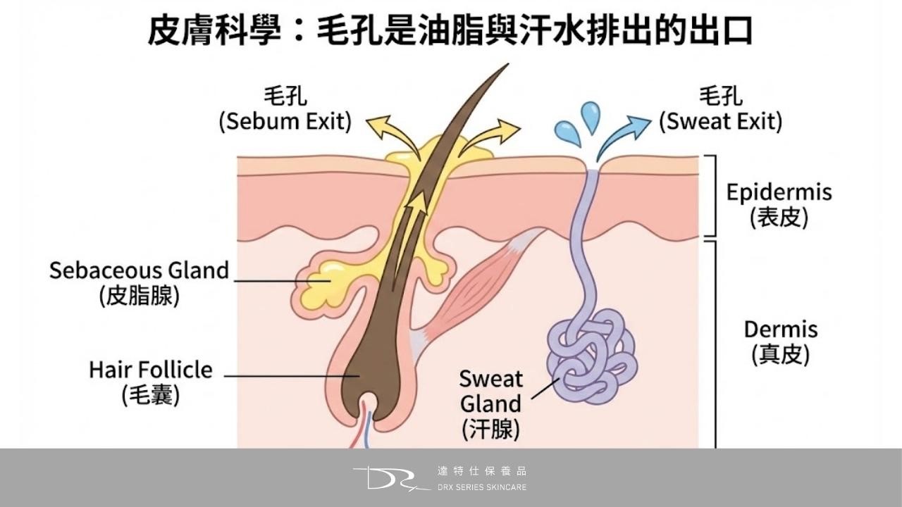 毛孔粗大要擦什麼保養品？