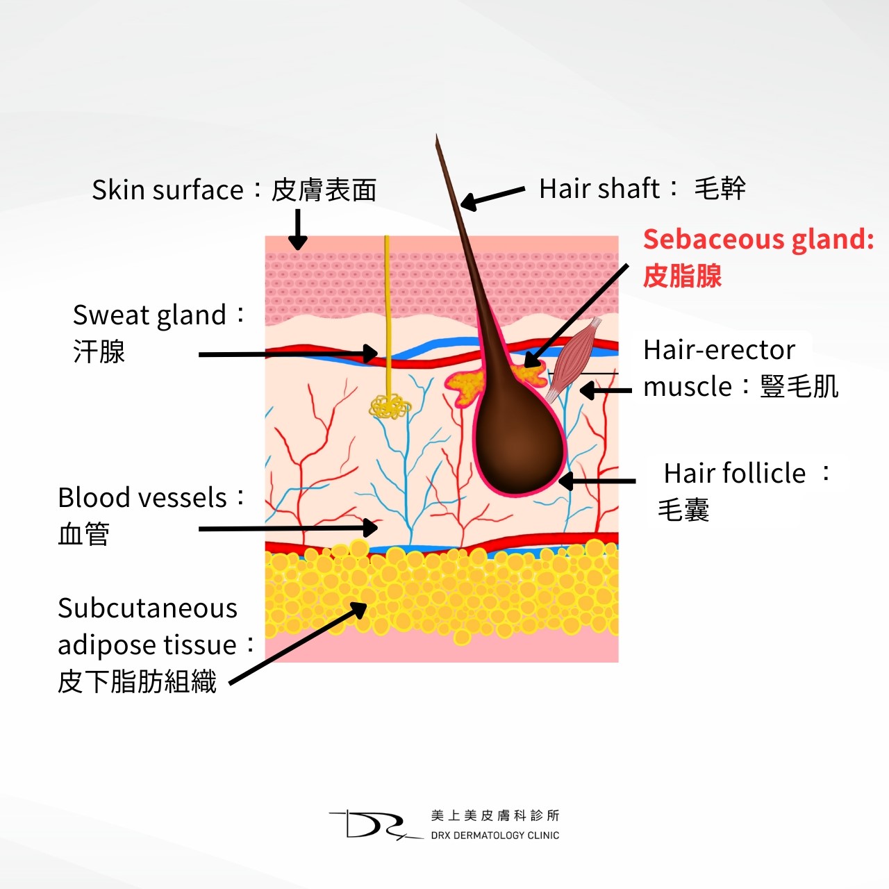 思麗安思媚與愛潔膚第一代a酸用法，一張表看懂痘痘藥膏、抗痘保養品階層，鋅痘痘有用嗎？